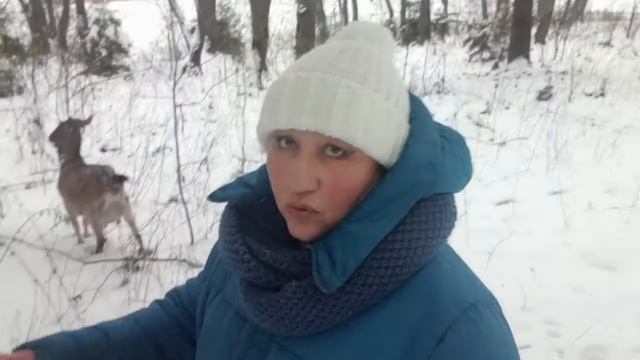 16 декабря - чуть не искупались/ненормальная собака смотреть онлайн