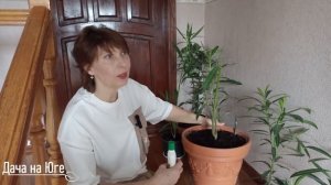 Дача на Юге - Обрезка Олеандра Часть 1