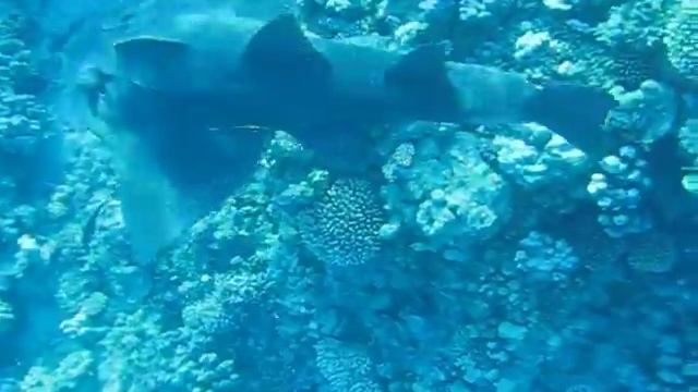 MVI_2579.AVI смотреть онлайн