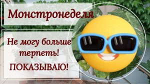Монстронеделя. Показываю то, что ещё не показывала!