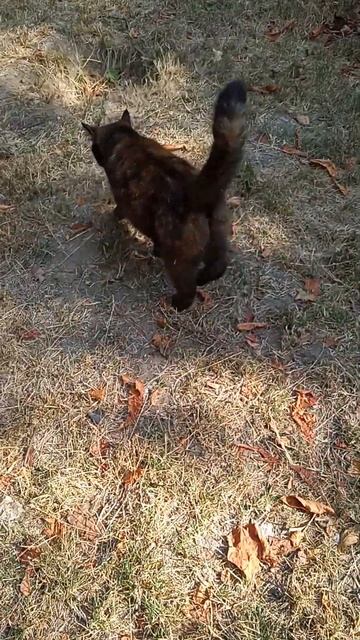 Кошка ,которая гуляет сама по себе . смотреть онлайн