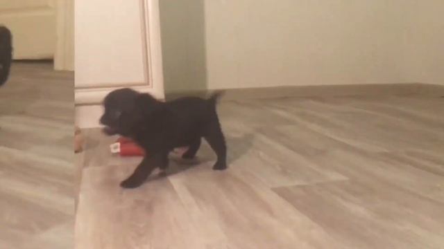 Малыш гриффона смотреть онлайн