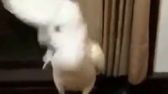 Прикольный папуга танцует Gangnam Style смотреть онлайн