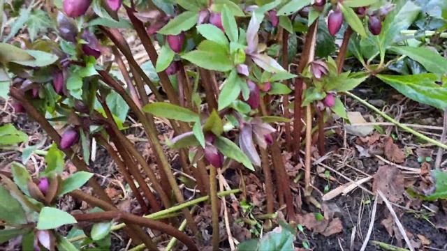 Winter prune off leaves from Hellebores to show off new flowers! смотреть онлайн