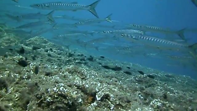 Portofino banco di barracuda смотреть онлайн