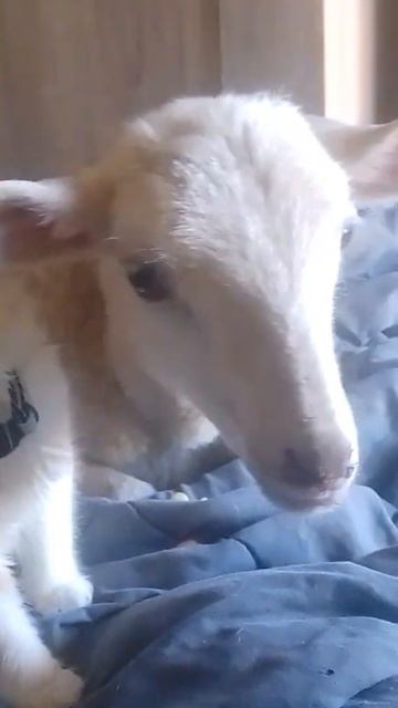 kitten lamb pittbull смотреть онлайн