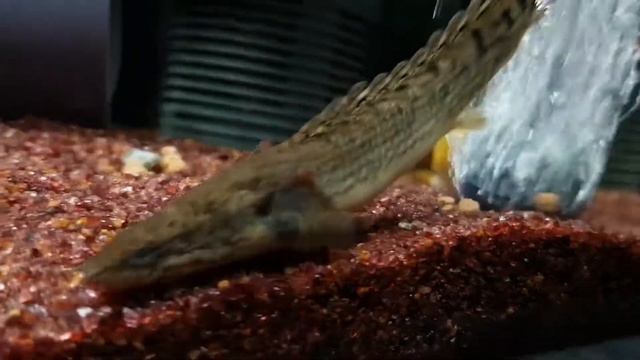 Polypterus Delhezi ( Currently 13cm )