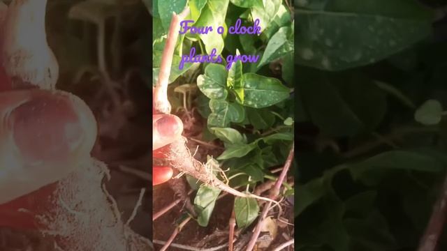 four o clock plants grow, mirabilia plant grow #gardening #growplants смотреть онлайн