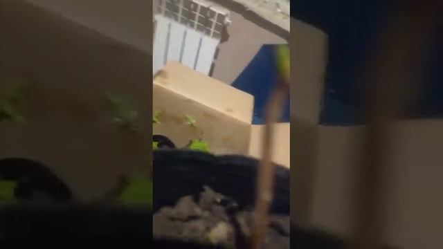 наш дом. саженцы смотреть онлайн