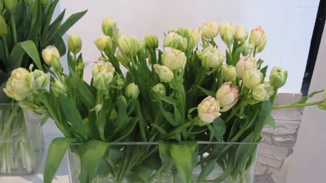 2022 04 02 XII wystawa tulipanów Tulipany Crystal Star Belicia Double Touch Muzeum w Wilanowie O смотреть онлайн