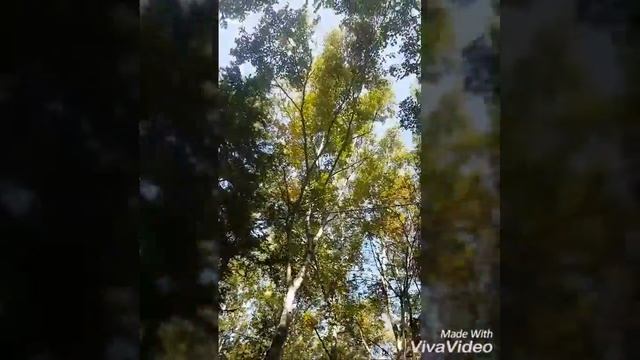 Осень в парке смотреть онлайн