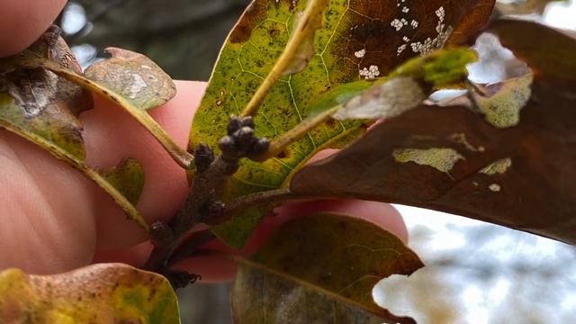 Quercus imbricaria (Fagaceae) shingle oak смотреть онлайн