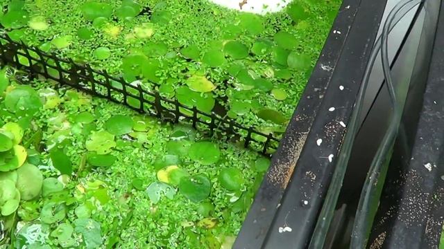 #218: How to Separate Frogbit and Duckweed with Plastic Hardware Cloth - Tank Tip смотреть онлайн