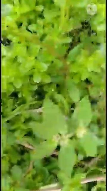 # shorts # table roses #