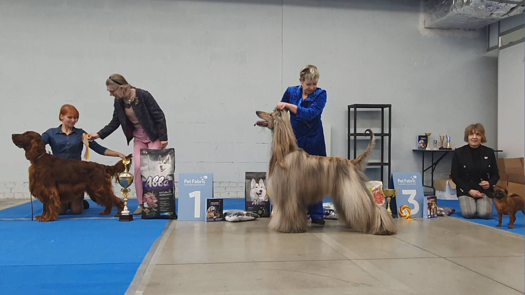 13.04.2025, СПб. Клуб "Глэд" (РКФ, РФСС). Выставка собак всех пород (САС, ЧРКФ) смотреть онлайн