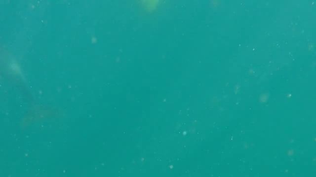 dolphin dive смотреть онлайн