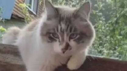 Садовые будни Мачо. смотреть онлайн