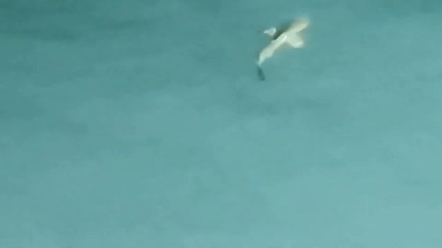 Small white shark attack in maldives 2022 смотреть онлайн