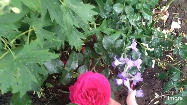 9.06. 2024 года!Розы самарканда, ди зеенсверте, хани дижен, кейт, джур дэ фет, зацвели дельфиниум смотреть онлайн