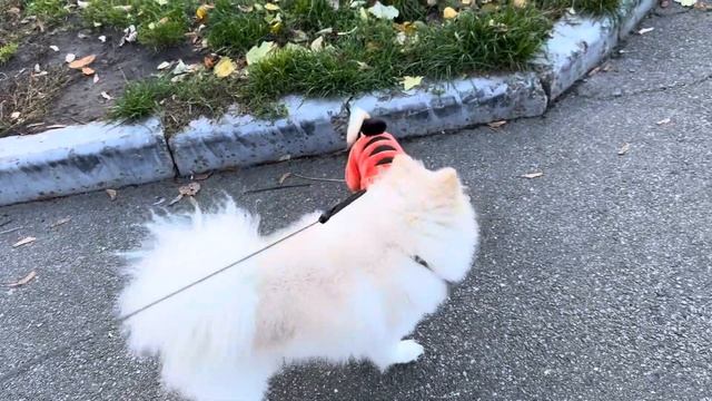 Встреча друзей.🐕🐕🦺🐕 Веселая компания. Чихуахуа Мия на прогулке в парке 🍁🍂🍁 смотреть онлайн
