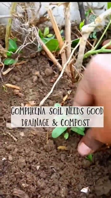 Right time to Grow Gompherna Plant from seeds and cutting / Bhaidooj #divinegarden98 #shorts #short