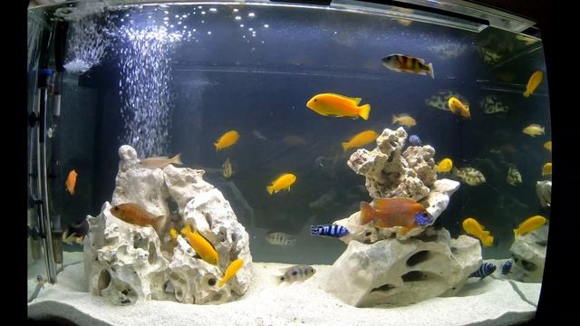 Malawi und Tanganika Barsche Aquarium смотреть онлайн