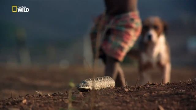 Королевы гадюк.   Viper Queens 2016 — HDTV 1080p