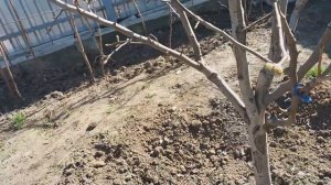 ГРУША. Прививка, формировка, обрезка.