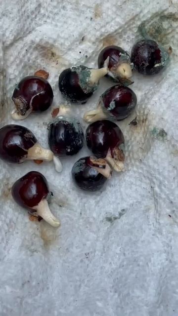 Trust the process. Grow some longans | growithjessie смотреть онлайн