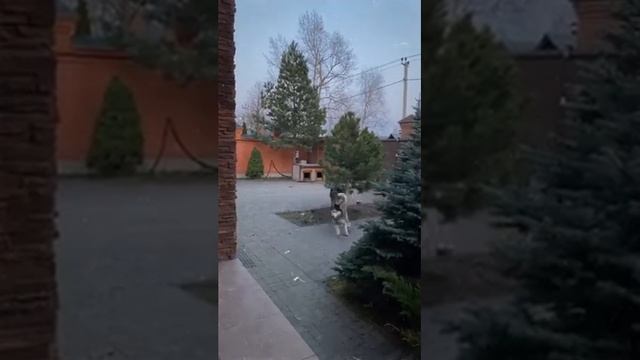 Саша Кабаева (@ sashakabaeva official~1587401242~17845952645091561~1 смотреть онлайн