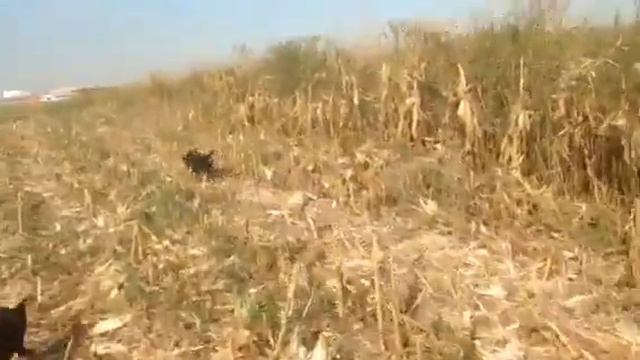 Фотоохота смотреть онлайн