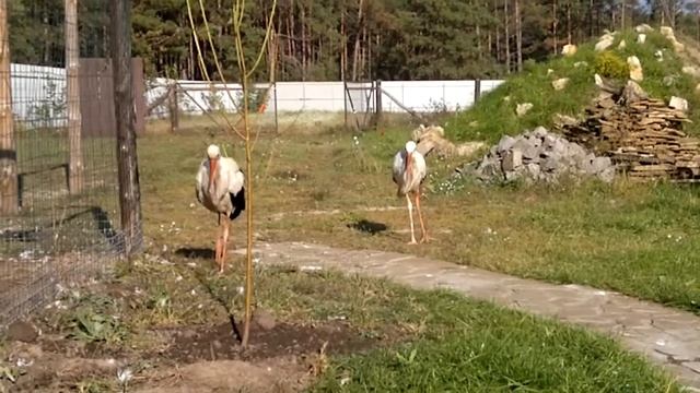 Два друга - аиста) смотреть онлайн