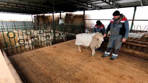 Подготавливаем чемпионов к очередной выставке!