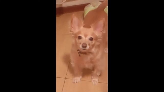 буся смотреть онлайн