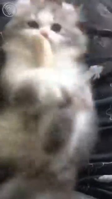 Кот не отдает еду смотреть онлайн