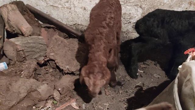 (678) двойня сегодня от таджикского типа Гиссар матки смотреть онлайн