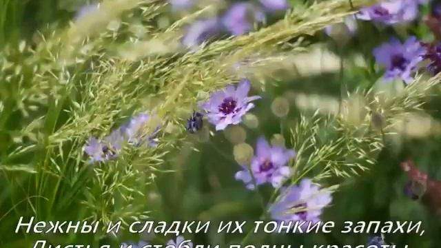 Полевые цветы. смотреть онлайн