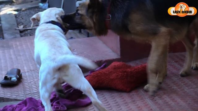 🤣🤣ടെസ്സ പുലിയാണ് കേട്ടാ... : DOG in FIRST heat (Large FEMALE is going crazy) : TESSA ON TERRY смотреть онлайн