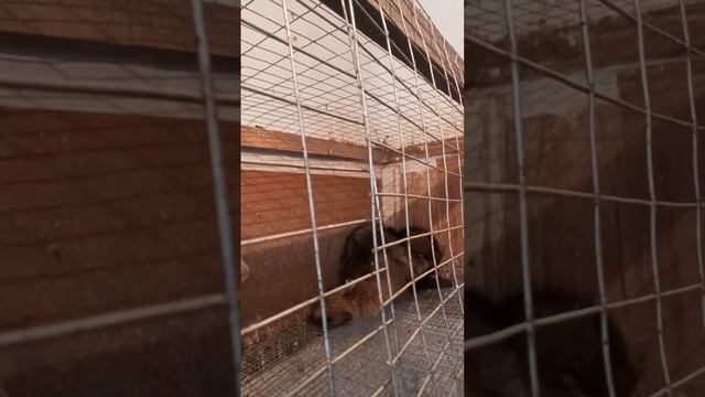 дикий зверь в клетке! смотреть онлайн