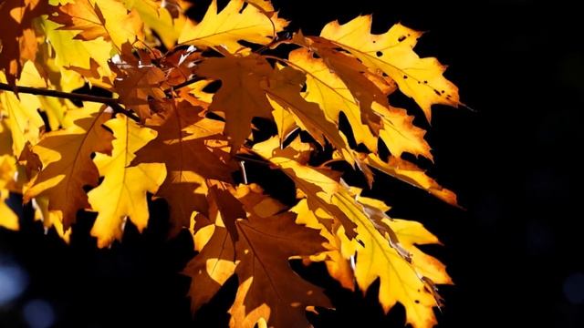 Осенние пейзажи смотреть онлайн