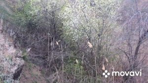 ОХОТА С ПНЕВМАТИКОЙ НА ЛИСУ !  НАШЕЛ ЛОГОВО ХИЩНИКА !  РАЗВЕДКА.