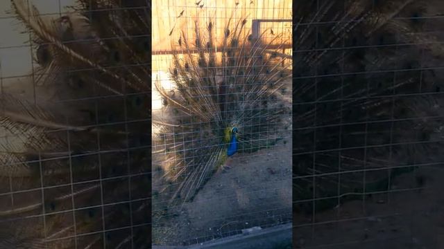 Вредные павлины смотреть онлайн