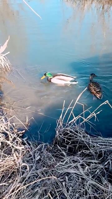 Дикие утки 4 смотреть онлайн