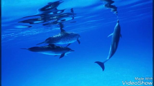 Підводний світ!!! 🐳🐳🐳 смотреть онлайн