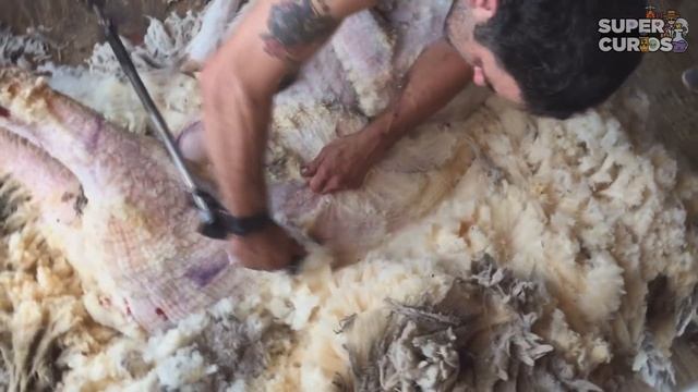 Essa Ovelha Desapareceu por 5 Anos. Quando Retornou Quebrou um Recorde Mundial