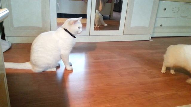 Пощёчина коту