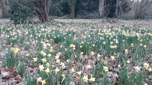 Beautiful Wild Daffodils In Dymock Woods In The Forest Of Dean.