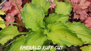 Великолепный сорт хосты Emerald Ruff Cut окрас весной #hosta #хоста #коллекция #сорт#EmeraldRuffCut