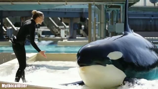 Check Yes Corky - Favorite Female Orca MEP Part 1 смотреть онлайн
