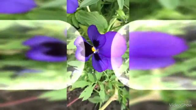 КЛИП.—ВОЛШЕБНЫЕ ЦВЕТЫ!🌹🌷💐. смотреть онлайн